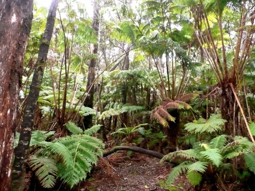 Tree fern forest